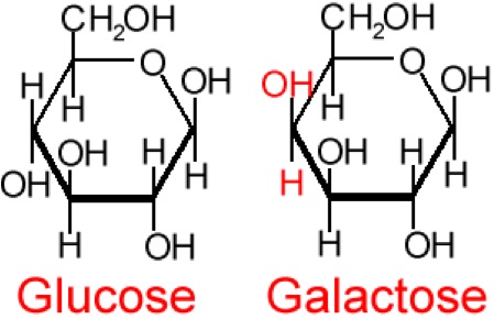 Structures of glucose and galactose showing difference at carbon 4.