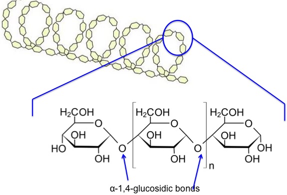 Chemical structure of amylose as described in caption, alpha 1-4-glycosidic bonds make it spiral