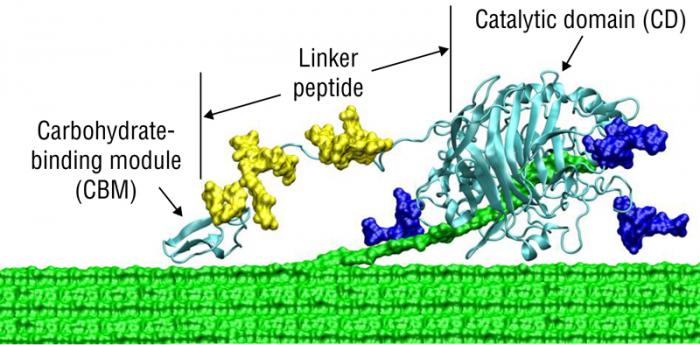 Model schematic of what cellulases look like. More details in the text description below.