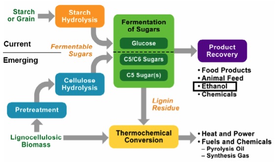 schematic of the differences in processing for starch and cellulose. See text description below