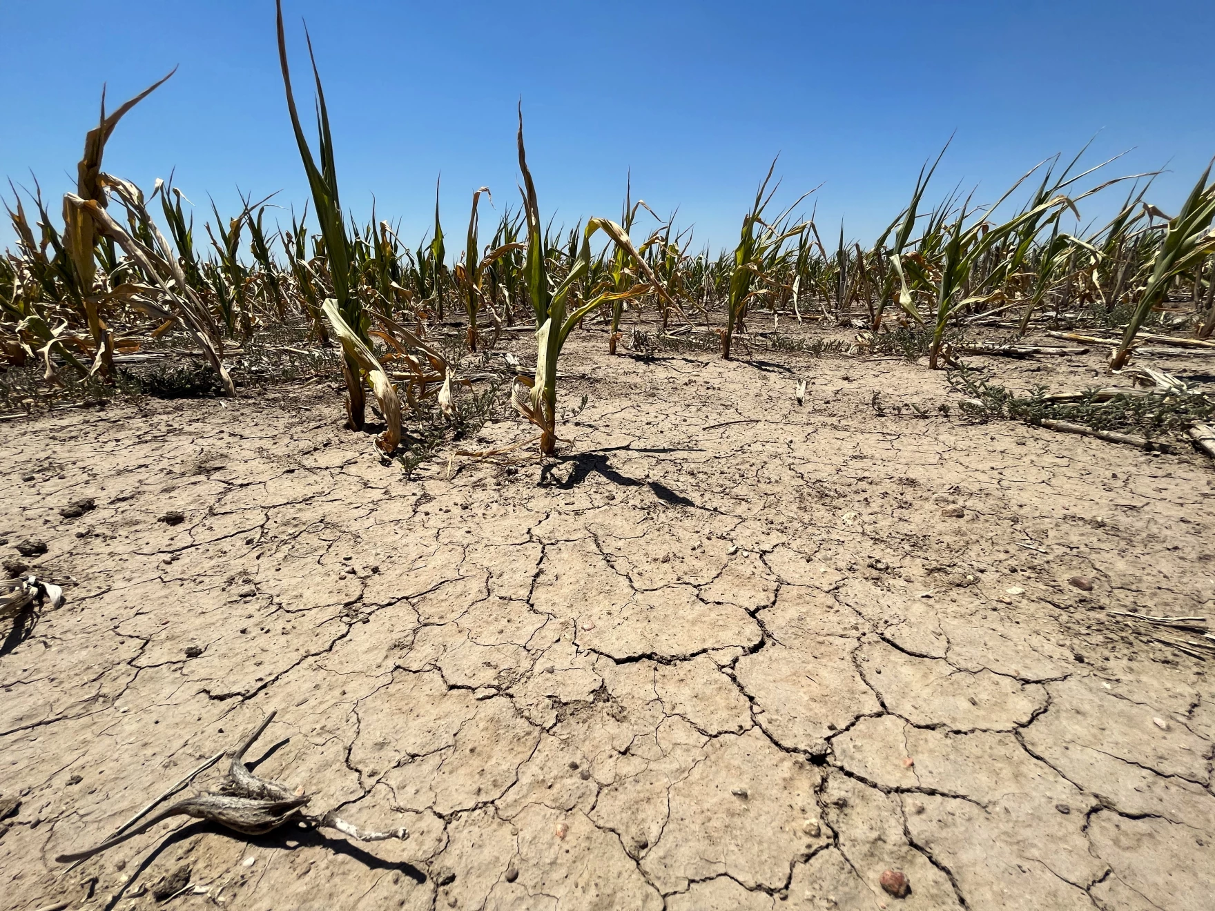 Drought-stricken cornfield with cracked dry soil and withered corn plants under a clear blue sky