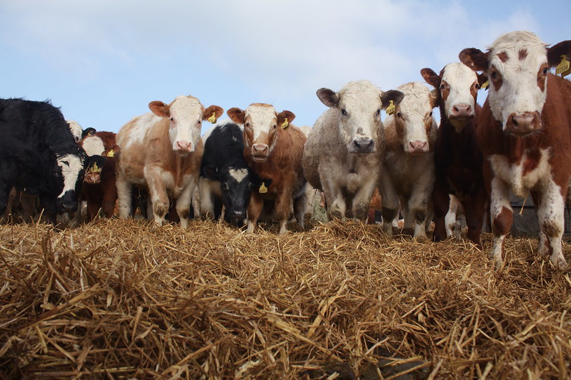 Cows in a line looking at the camera