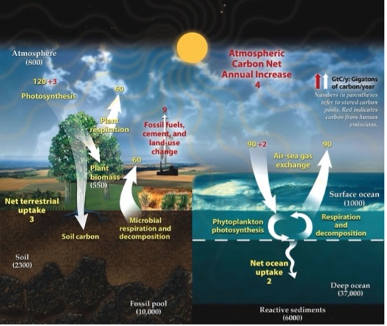 Illustration of the global carbon cycle showing terrestrial and ocean carbon exchanges.