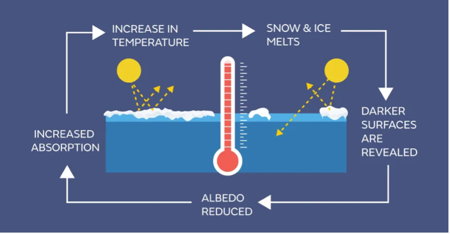 A climate change infographic showing how albedo reduction increases temperature, causing snow and ice to melt and reveal darker surfaces.